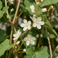 6x Fallopia aubertii - Silver lace vine - White - Climber - Ø9cm - ↕35cm