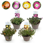 Green boutiQ - Couvre-sol - Rustique - Delosperma Jewel of Dessert - 4 plantes - Couleurs rouge - orange - violet - rose - peu d'entretien - Pot 14 Hauteur 17