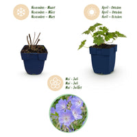Green boutiQ - Vasteplant - Geranium 'Rozanne' - Ooievaarsbek - Bodembedekkend - Blauw - 1 Plant - Pot 11cm - Hoogte 15-25cm