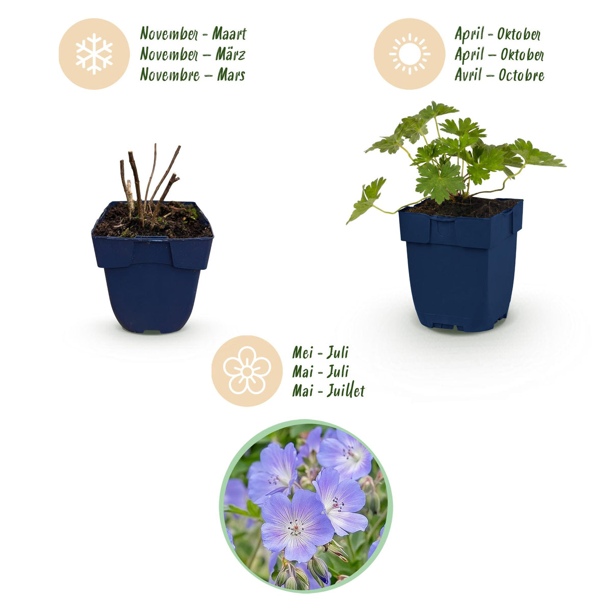 Green boutiQ - Plante vivace - Géranium 'Rozanne' - Géranium vivace - Couvre-sol - Bleu - 1 Plante - Pot 11cm - Hauteur 15-25cm