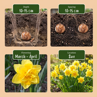 20x Narcissus Golden Ducat - Gevulde gele narcis - Geel - Voorjaarsbloeier - Bolmaat 12/14
