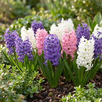 40x Hyacinthus Pastel mix - Pastel mix hyacint - Pastel - Voorjaarsbloeier - Bolmaat 14/15