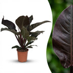 Green boutiQ - Plante d'intérieur - Philodendron - Philodendron Imperial Red - Rouge - Peu d'entretien - 1 Plante - Pot 19cm - Hauteur 60cm