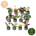 12x Baby Plants Surprise Box - Various colours - Tropical - incl. Linnea Misty Blue - Ø6cm - ↕5-15cm