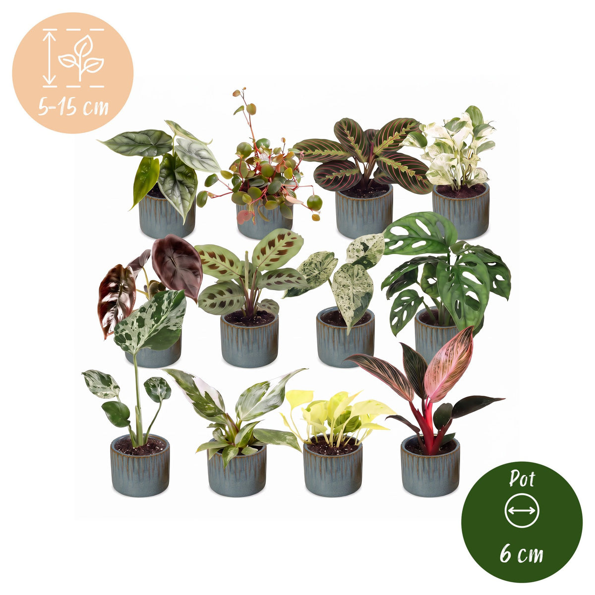 12x Baby Plants Surprise Box - Various colours - Tropical - incl. Linnea Misty Blue - Ø6cm - ↕5-15cm