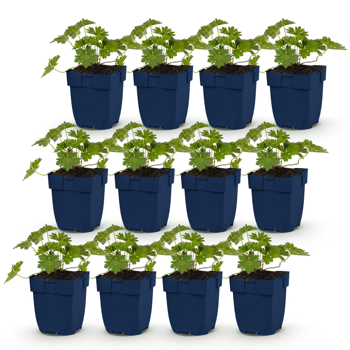 Green boutiQ - Plante vivace - Géranium 'Rozanne' - Géranium vivace - Couvre-sol - Bleu - 12 plantes - Pot 11 cm - Hauteur 15-25 cm