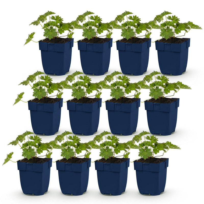 Green boutiQ - Vasteplant - Geranium 'Rozanne' - Ooievaarsbek - Bodembedekkend - Blauw - 12 Planten - Pot 11cm - Hoogte 15-25cm