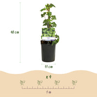 Green boutiQ - Klimplanten Rainbow - Clematis montana Rubens  Hedera helix lonicera Goldflame Campsis madame Galen   - Jaarrond kleur - 4 planten - Pot 11cm Hoogte 40cm