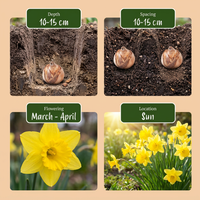 120x Narcissus Carlton - Gele narcis - Geel - Voorjaarsbloeier - Bolmaat 12/14