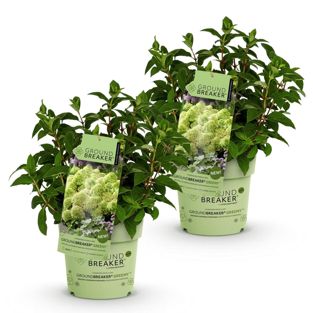 Green boutiQ - Tuinplant - Hydrangea panniculata Groundbreaker Greeny - Pluimhortensia - Winterhard - Creme - 2 Planten - Pot 14cm -Hoogte 20-25cm