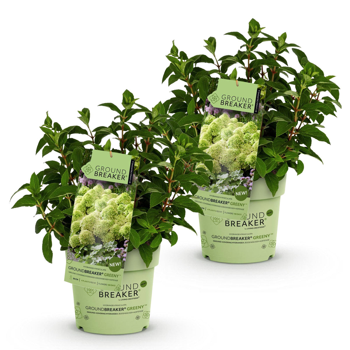 Green boutiQ - Tuinplant - Hydrangea panniculata Groundbreaker Greeny - Pluimhortensia - Winterhard - Creme - 2 Planten - Pot 14cm -Hoogte 20-25cm