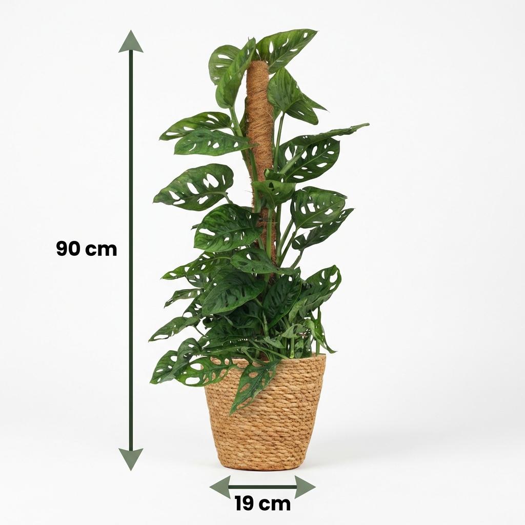 Green boutiQ - Plante d'intérieur - Monkey Mask - Monstera Adansonii sur tuteur - Vert - Entretien facile - 1 plante - avec panier - Pot 19cm - Hauteur 90cm
