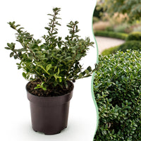 Green boutiQ - 40x Ilex crenata Stokes - Japanse Hulst - Haagplanten - Groenblijvend - Groen - Pot 9cm - Hoogte 20-30cm