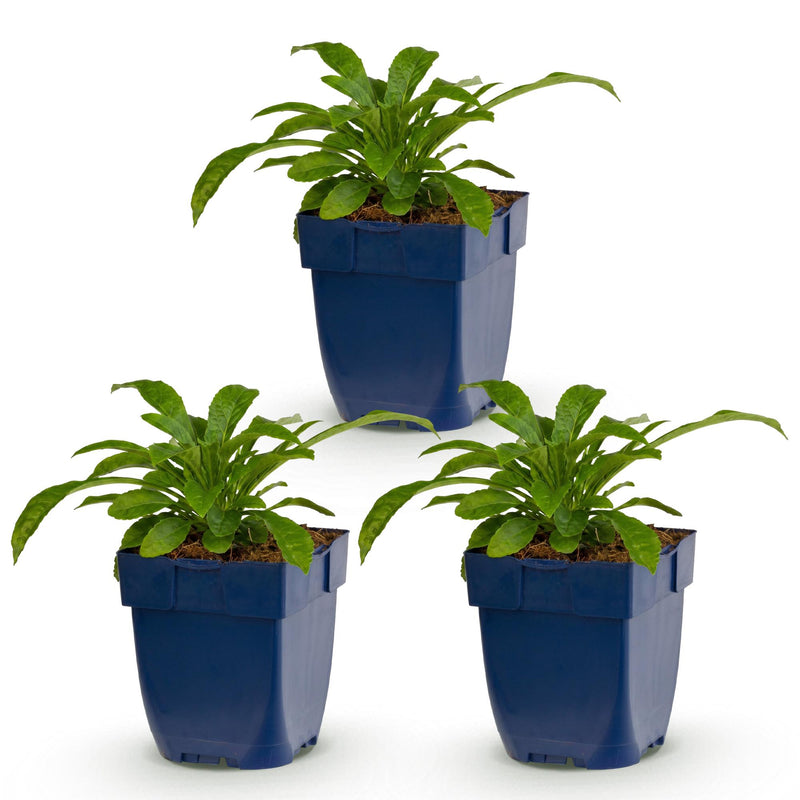 Green boutiQ - Vasteplant - Campanula pers. Alba - Perzikbladklokje - Bijen en Vlinderlokkers - Wit - 3 Planten - Pot 11cm - Hoogte 15-25cm
