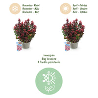 Green boutiQ - Tuinplant - Leucothoe Curly Red - Rood - 1 Plant -  Groenblijvend - Weinig Onderhoud - Pot 17cm Hoogte 40cm