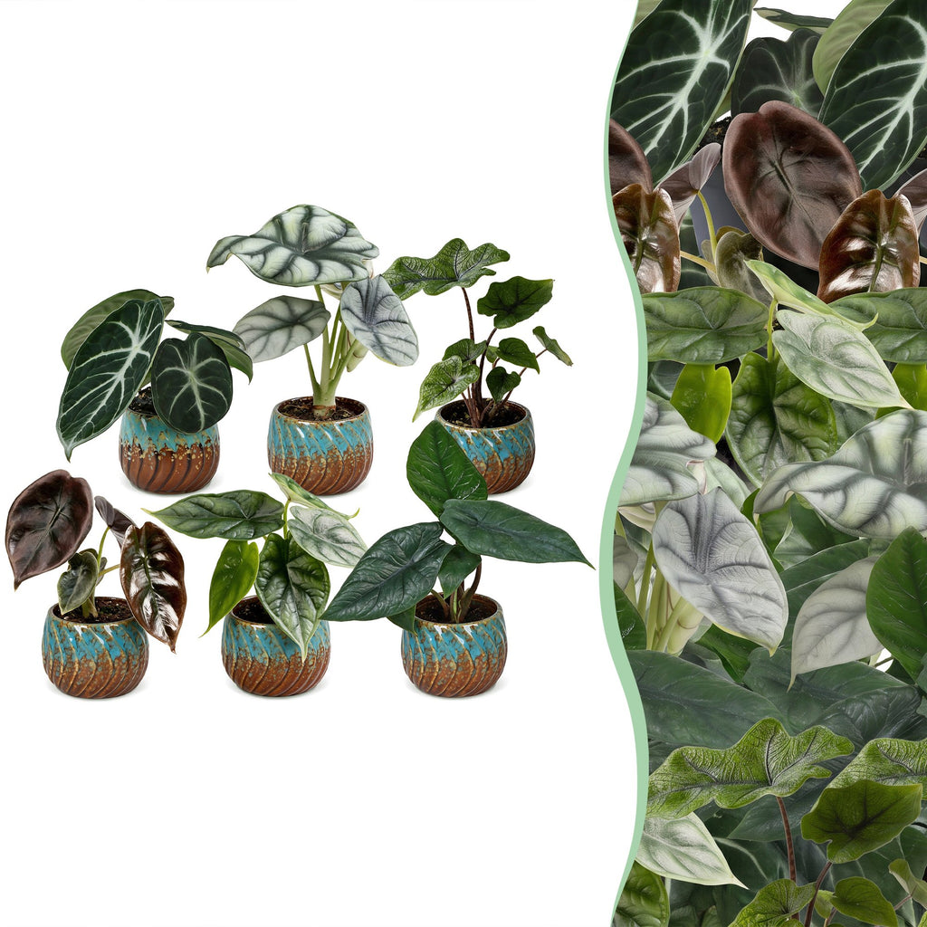 6x Baby Alocasia Familie - Red - Green - Black - Silver - Grey - Tropical - incl. Copper Reef - Ø6cm - ↕12cm