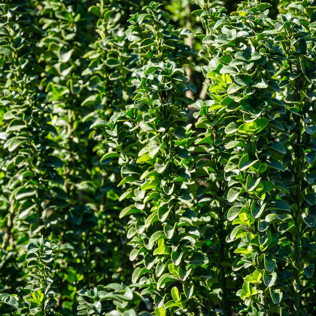 Green boutiQ - Haies - Euonymus japonica Green Spire - feuilles vertes - 6 plantes - 1 mètre linéaire - persistant - pot 17 cm hauteur 40 cm