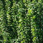 Green boutiQ - Haies - Euonymus japonica Green Spire - feuilles vertes - 6 plantes - 1 mètre linéaire - persistant - pot 17 cm hauteur 40 cm