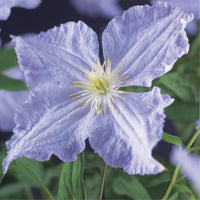 Green boutiQ - Klimplant - Clematis Blue Angel - Bloem Licht Blauw - Weinig onderhoud -2 planten -  Pot 11cm Hoogte 40cm
