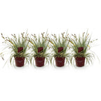 Green boutiQ - Graminées ornementales - Carex oshimensis Evergold - Jaune & Vert - 4 Plantes - Persistant - Peu d'entretien - Pot 17cm Hauteur 50cm