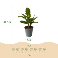 Green boutiQ - Haagplanten - Prunus laurocerasus Rotundifolia - blad groen - 8 planten - 1 strekkende meter - groenblijvend - pot 9cm hoogte 30-35cm