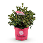 Green boutiQ - Zwerg-Rhododendron - Rhododendron Bloombux Magenta - Blühender Buchsbaum - Pflegeleicht - Rosa Blüte - 1 Pflanze - Topf 23cm - Höhe 45-55cm