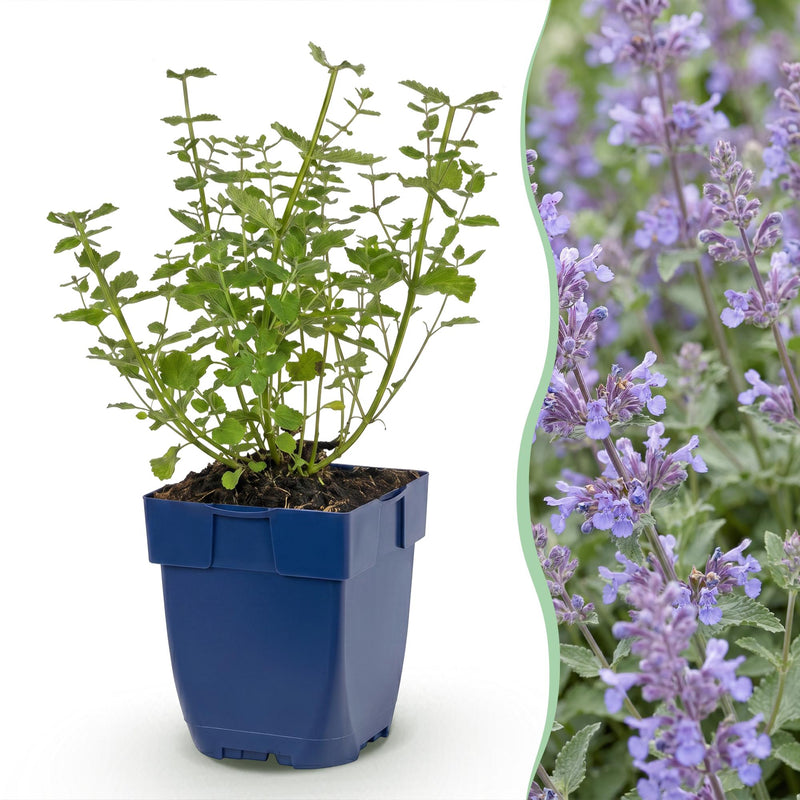 Green boutiQ - Vasteplant - Nepeta faassenii Walker's Low - Kattenkruid - Bijen en Vlinderlokkers - Blauw - 1 Plant - Pot 11cm - Hoogte 15-25cm