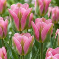96x Tulipa Striped Crown - Gestreepte Kroon Tulp - Diversen - Voorjaarsbloeier - Bolmaat 11/12