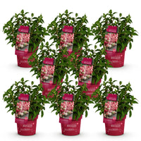 Green boutiQ - Tuinplant - Hydrangea panniculata Groundbreaker Ruby - Pluimhortensia - Winterhard - Rood - 8 Planten - Pot 14cm - Hoogte 20-25cm