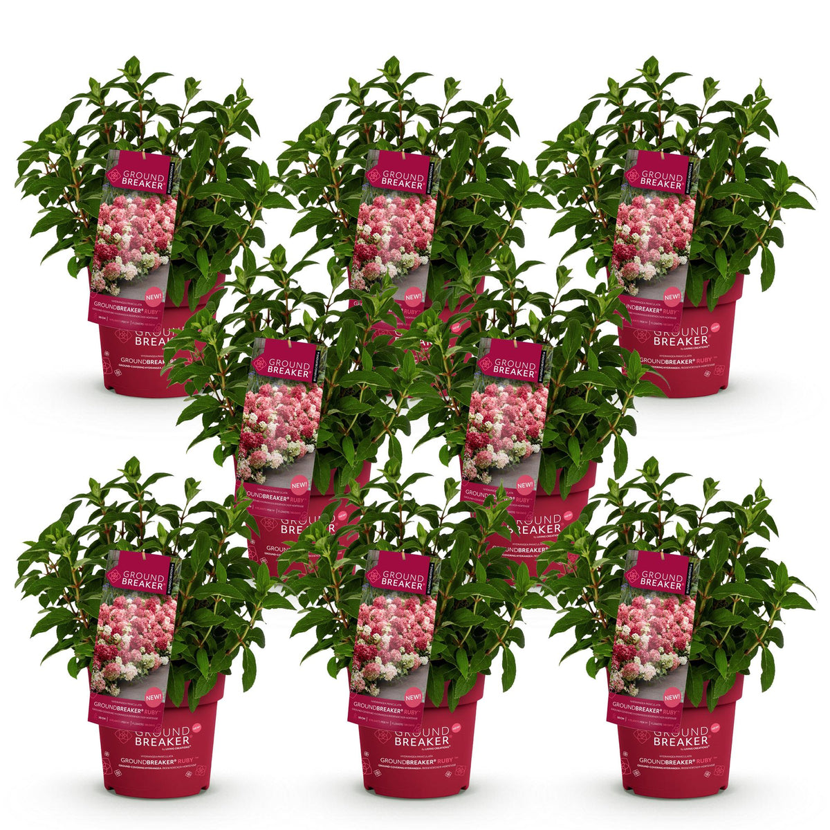 Green boutiQ - Tuinplant - Hydrangea panniculata Groundbreaker Ruby - Pluimhortensia - Winterhard - Rood - 8 Planten - Pot 14cm - Hoogte 20-25cm
