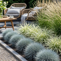 Green boutiQ - Siergrassen - 3 Planten - Blauw - Geel - Groen - Groenblijvend - Winterhard - Pot 17cm Hoogte 50cm