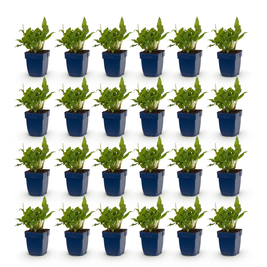 Green boutiQ - Stauden - Persicaria ampl. Rosea - Knöterich - Schatten - Rosa - 24 Pflanzen - Topf 11cm - Höhe 15-25cm