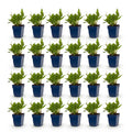 Green boutiQ - Stauden - Persicaria ampl. Rosea - Knöterich - Schatten - Rosa - 24 Pflanzen - Topf 11cm - Höhe 15-25cm