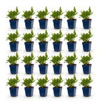 Green boutiQ - Stauden - Persicaria ampl. Rosea - Knöterich - Schatten - Rosa - 24 Pflanzen - Topf 11cm - Höhe 15-25cm