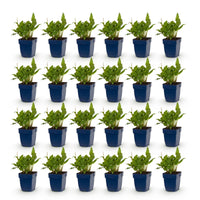 Green boutiQ - Vasteplant - Persicaria ampl. Rosea - Duizendknoop - Schaduw - Roze - 24 Planten - Pot 11cm - Hoogte 15-25cm