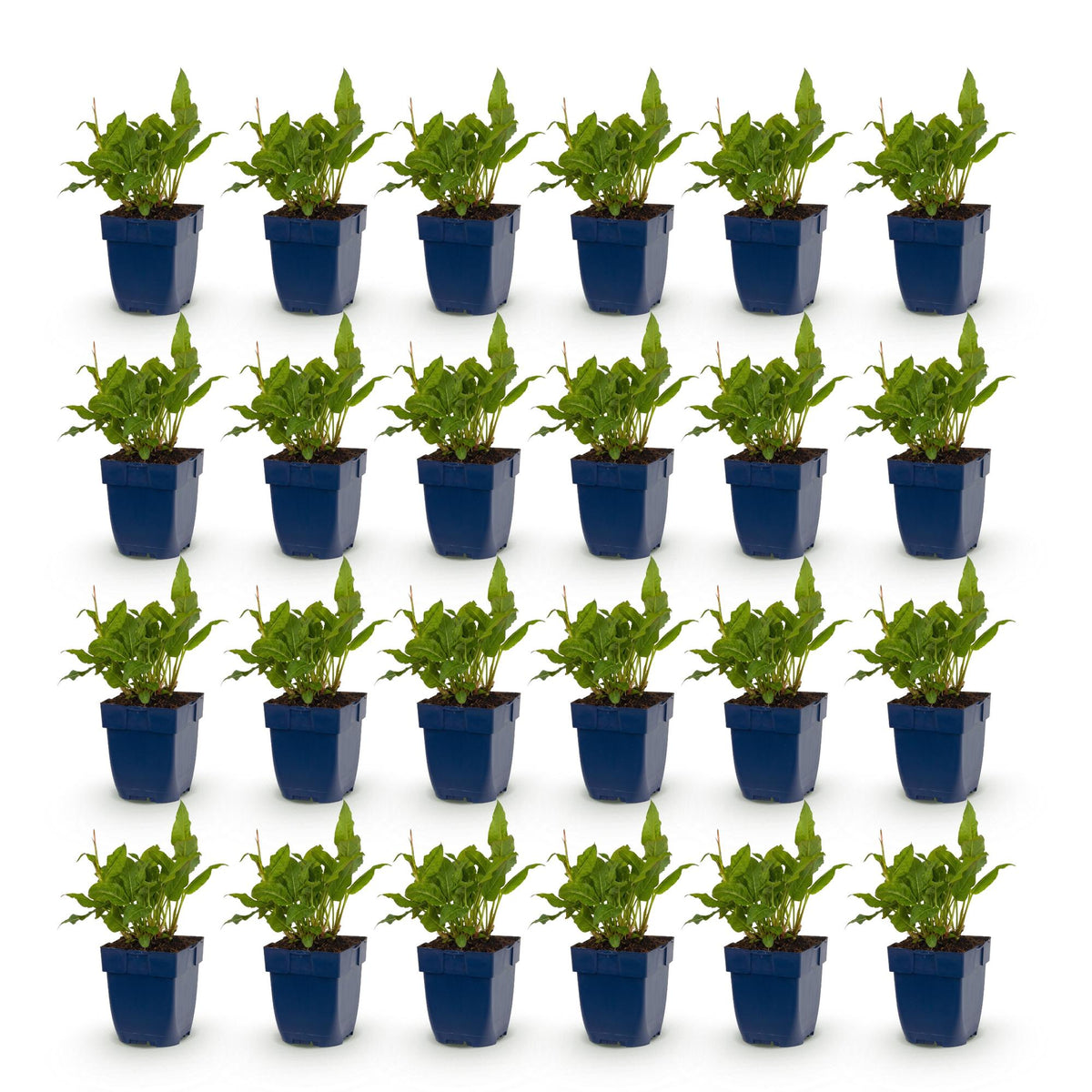 Green boutiQ - Plante vivace - Persicaria ampl. Rosea - Renouée - Ombre - Rose - 24 Plantes - Pot 11cm - Hauteur 15-25cm