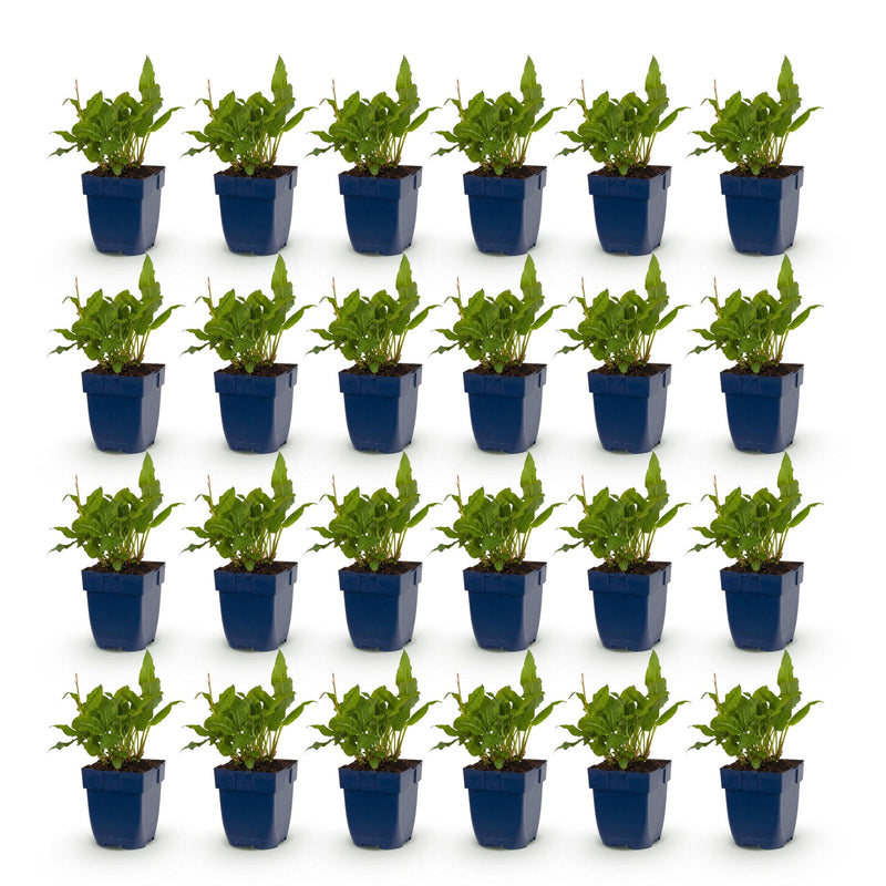 Green boutiQ - Vasteplant - Persicaria ampl. Rosea - Duizendknoop - Schaduw - Roze - 24 Planten - Pot 11cm - Hoogte 15-25cm
