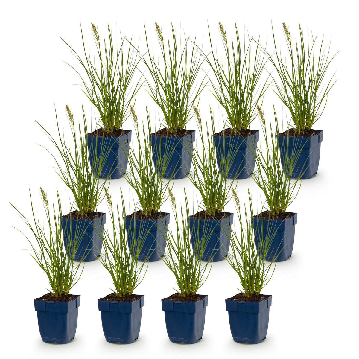 Green boutiQ - Grasses - Pennisetum alop. Little Bunny - Foxtail Grass - With Plum - Green - 12 Plants - Pot 11cm - Height 15-25cm