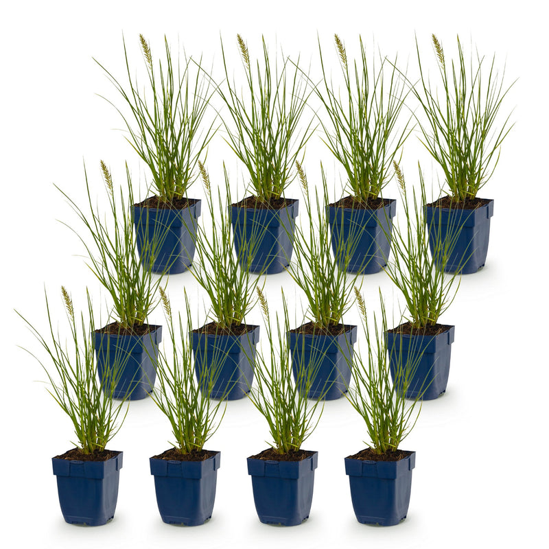 Green boutiQ - Grasses - Pennisetum alop. Little Bunny - Foxtail Grass - With Plum - Green - 12 Plants - Pot 11cm - Height 15-25cm