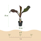 Green boutiQ - Plante fruitière - Bananier - Ensete ventricosum Maurelli - Rustique - 6 plantes - Pot 12cm Hauteur 30cm