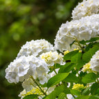 Green boutiQ - Plante de jardin - Hydrangea macrophylla Blanc - Hortensia - Rustique - Blanc - 1 Plante - Pot 12cm - Hauteur 20-30cm