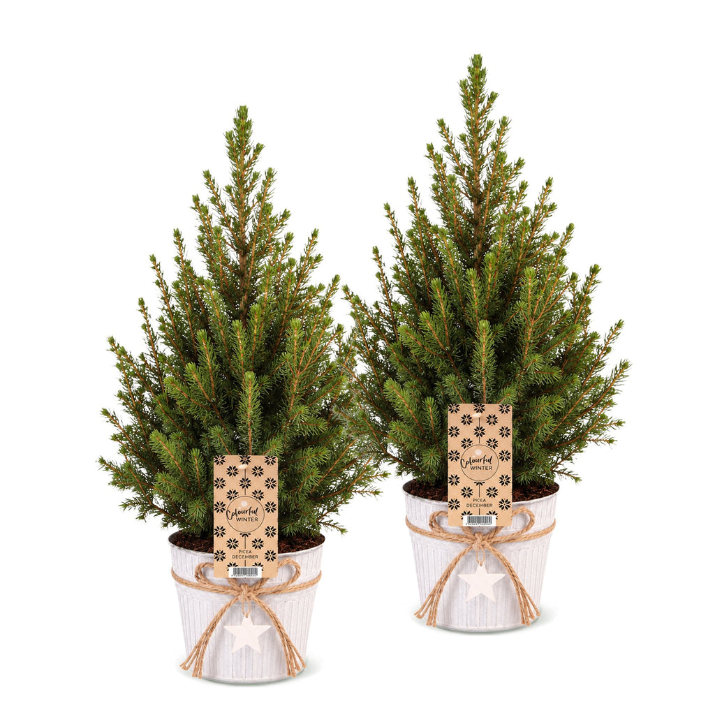 2x Picea glauca Conica - Dwarf Alberta Spruce - Green - Christmas tree - incl. zinc pot - Ø17cm - ↕65cm