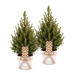 2x Picea glauca Conica - Dwarf Alberta Spruce - Green - Christmas tree - incl. zinc pot - Ø17cm - ↕65cm