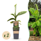 Green boutiQ - Plante fruitière - Musa Basjoo - Bananier - Rustique - Vert - 2 Plantes - Pot 15cm - Hauteur 50cm