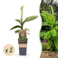 Green boutiQ - Fruitplant - Musa Basjoo - Bananenboom - Winterhard - Groen - 2 Planten - Pot 15cm - Hoogte 50cm