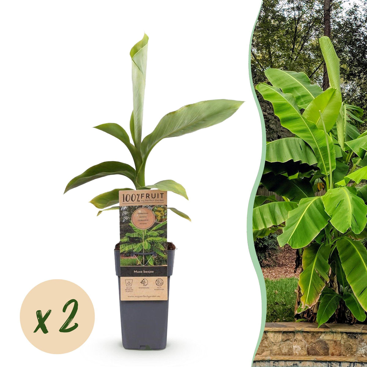Green boutiQ - Plante fruitière - Musa Basjoo - Bananier - Rustique - Vert - 2 Plantes - Pot 15cm - Hauteur 50cm