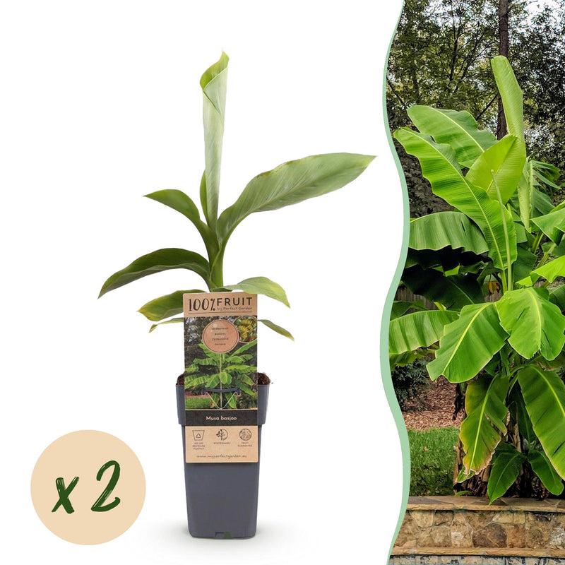Green boutiQ - Fruitplant - Musa Basjoo - Bananenboom - Winterhard - Groen - 2 Planten - Pot 15cm - Hoogte 50cm