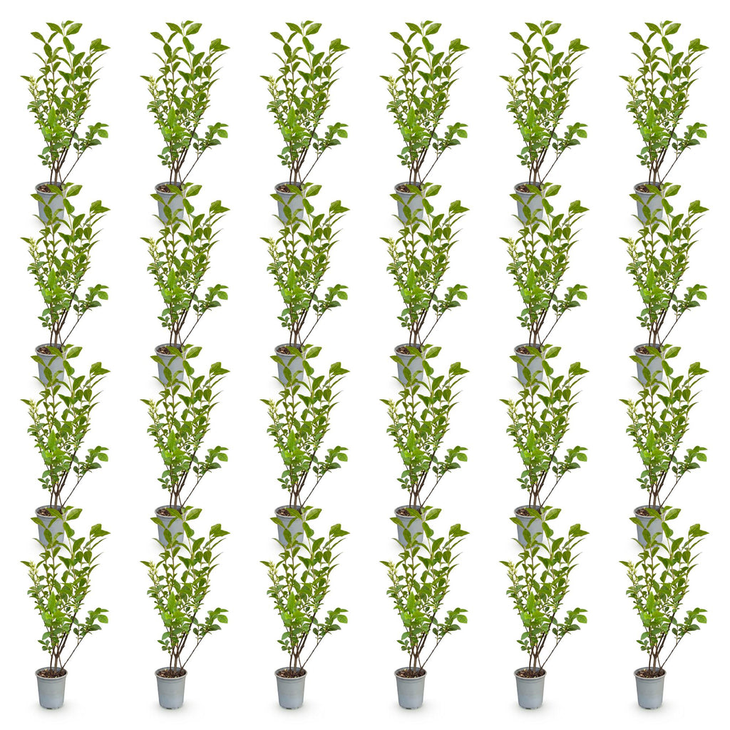 Green boutiQ - 24x Ligustrum ovalifolium - Troène commun - Plantes de haie - Persistant - Vert - Pot 9cm - Hauteur 35-45cm