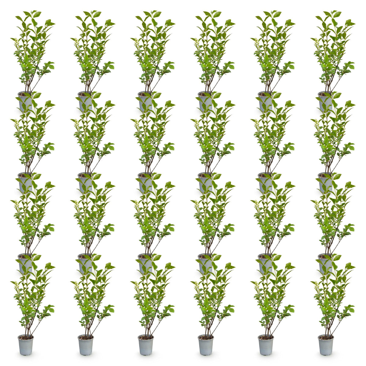 Green boutiQ - 24x Ligustrum ovalifolium - Gewone Liguster - Haagplanten - Groenblijvend - Groen - Pot 9cm - Hoogte 35-45cm