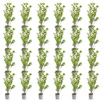 Green boutiQ - 24x Ligustrum ovalifolium - Troène commun - Plantes de haie - Persistant - Vert - Pot 9cm - Hauteur 35-45cm